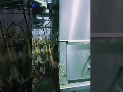 Linha de abate de aves de capoeira de alta capacidade Máquina de abate de frangos Halal 1000BPH