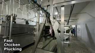 depenador da galinha