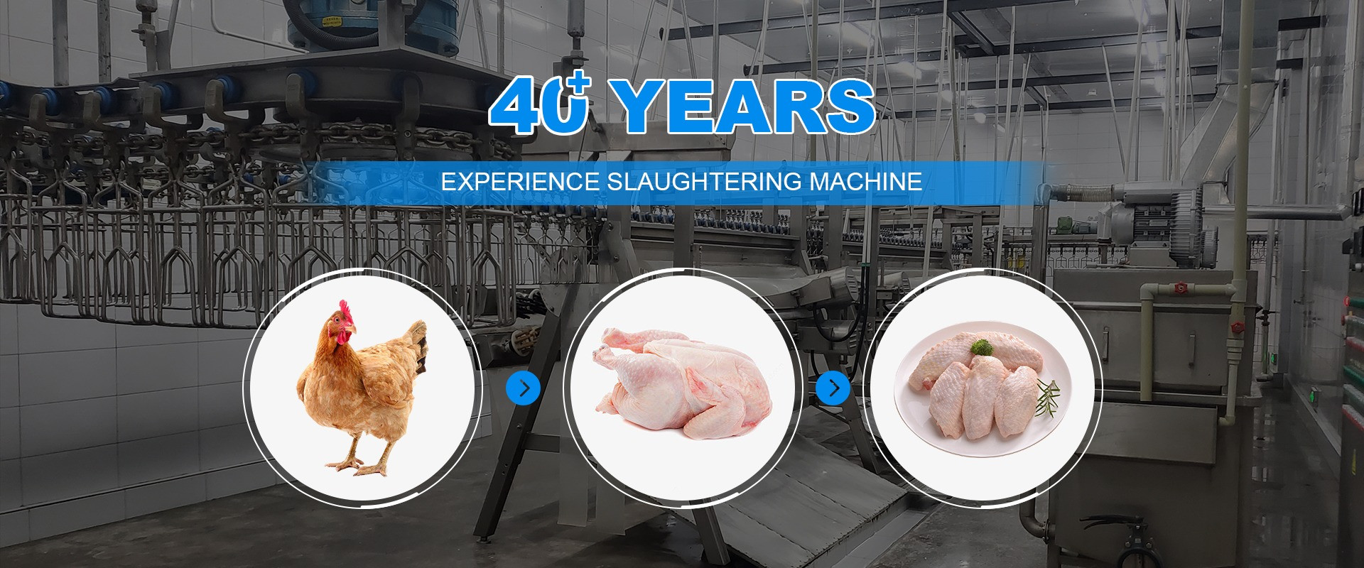 qualidade Máquina da matança da galinha fábrica