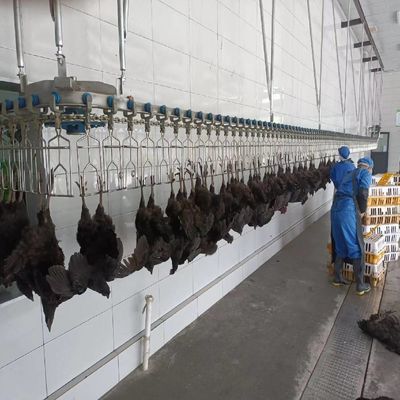 Máquina automática de aquecimento elétrico de frango para linha de abate
