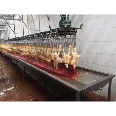 Linha de Abate de Frango Auto Halal Máquina de Abate de Produtividade Alta para Frango