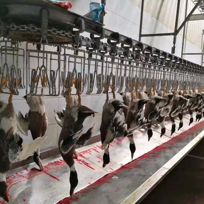 Máquina de abate de galinha, ganso, peru e pato 1000BPH Máquina de processamento de aves de capoeira