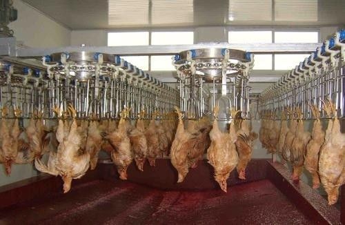 Linha de processamento de aves de capoeira personalizável e durável com materiais de aço inoxidável aço inoxidável 304