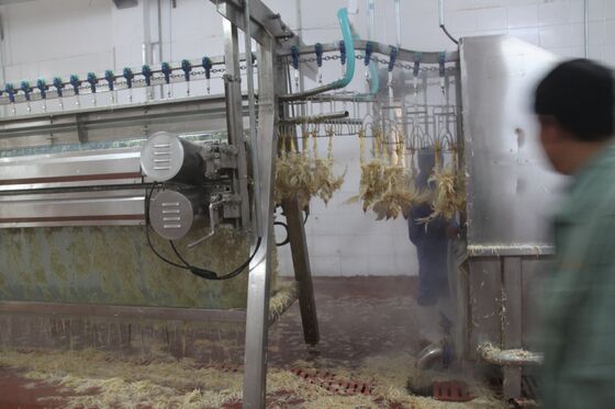 Máquina de cortar frango Pequena Aves Abatoir Aves de capoeira (pollos) Processamento de carne Equipamento de processamento de frango